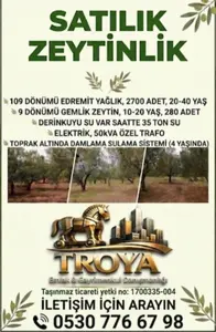 Çanakkale Ezine Bozköy Köyü Mahallesi 109.000 m² satılık zeytinlik arsa - Fotoğraf 1