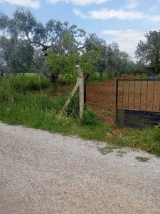 İzmir Torbalı Gazi Mustafa Kemal Mahallesi 10.640 m² satılık zeytinlik arsa - Fotoğraf 1