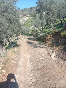 Muğla Milas Gölyaka Mahallesi 4.775 m² satılık zeytinlik arsa - Fotoğraf 1