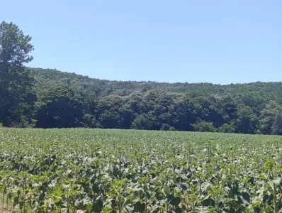 Tekirdağ Saray Küçükyoncalı Mahallesi 5.790 m² satılık tarla arsa - Fotoğraf 1