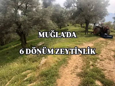 Muğla Milas Kılavuz Mahallesi 5.920 m² satılık zeytinlik arsa - Fotoğraf 1