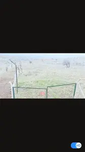 Ankara Ayaş Gökçebağ Mahallesi 300 m² satılık bağ & Bahçe arsa - Fotoğraf 1