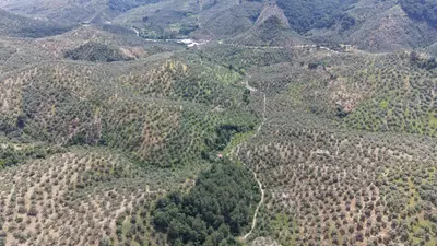 Çanakkale Ayvacık Bahçedere Köyü Mahallesi 13.325 m² satılık zeytinlik arsa - Fotoğraf 1