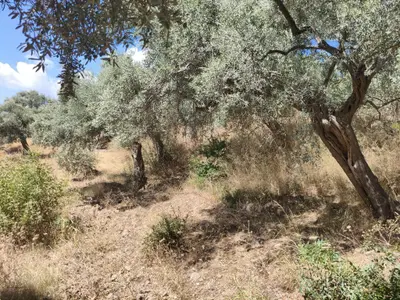 İzmir Torbalı Karaot Mahallesi 909 m² satılık tarla arsa - Fotoğraf 1