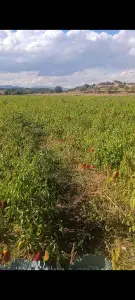 Denizli Acıpayam Köke Mahallesi 12.243 m² satılık tarla arsa - Fotoğraf 1