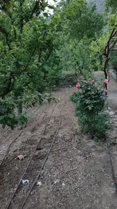 Amasya Merkez Ziyaret, Aşağı Mahallesi 860 m² satılık bağ & Bahçe arsa - Fotoğraf 1