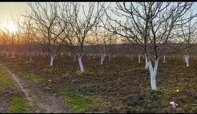 Bursa Yenişehir Cihadiye Mahallesi 4.634 m² satılık tarla arsa - Fotoğraf 1