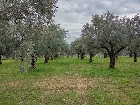https://cdn.ilanlar.com/images/l1/l2/{width}/{height}/30009982_1776344791708059967.jpg
