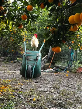 https://cdn.ilanlar.com/images/l1/l2/{width}/{height}/30010903_1778223407783859781.jpg