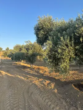 https://cdn.ilanlar.com/images/l1/l2/{width}/{height}/30012373_1784800868177797489.jpg