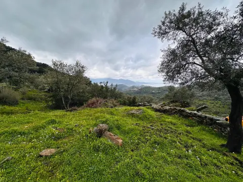Muğla Milas Karahayıt Mahallesi 4.428 m² satılık zeytinlik arsa - Fotoğraf 3