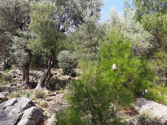 İlan Görseli https://cdn.ilanlar.com/images/l1/l2/{width}/{height}/30002593_1756803965732430409.jpg