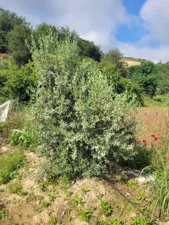 Manisa Sarıgöl Yeniköy Mahallesi 254 m² satılık - Fotoğraf 1