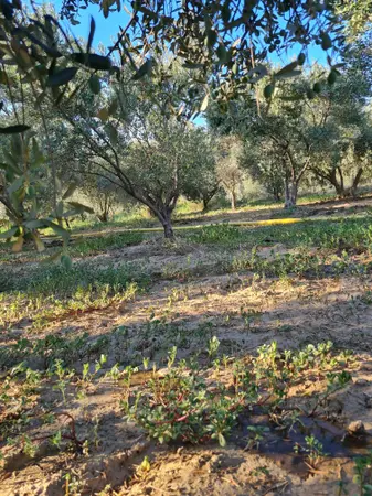 https://cdn.ilanlar.com/images/l1/l2/{width}/{height}/30008044_1769966280586448086.jpg