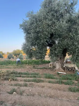 https://cdn.ilanlar.com/images/l1/l2/{width}/{height}/30012373_1784800876214528806.jpg