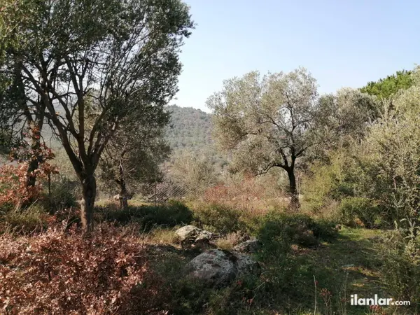 Balıkesir Havran Köylüce Mahallesi 9.307 m² satılık - Fotoğraf 1