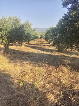 İzmir Bergama Kurtuluş Mahallesi 7.793 m² satılık - Fotoğraf 1