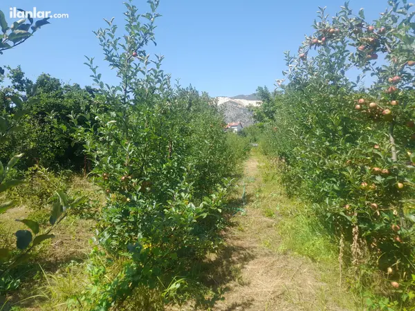 Isparta Eğirdir Bağlar Mahallesi 289 m² satılık bağ & Bahçe arsa - Fotoğraf 1