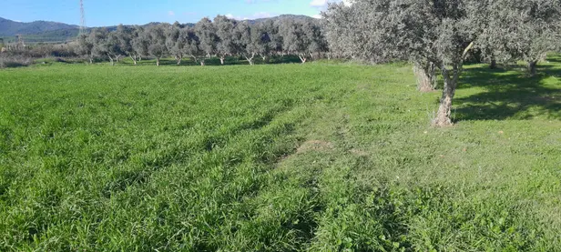 İzmir Torbalı Arslanlar Mahallesi 3.400 m² satılık - Fotoğraf 1