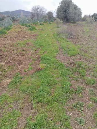 Manisa Salihli Karaağaç Mahallesi 427 m² satılık - Fotoğraf 1