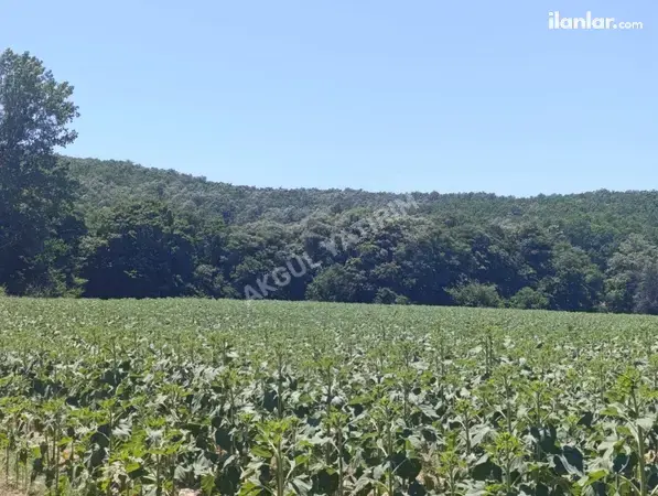 Tekirdağ Saray Küçükyoncalı Mahallesi 5.790 m² satılık tarla arsa - Fotoğraf 1