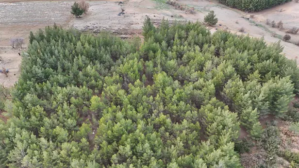 Denizli Acıpayam Akalan Mahallesi 13.500 m² satılık - Fotoğraf 1