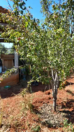 Denizli Tavas Kızılcabölük Mahallesi 3.360 m² satılık - Fotoğraf 1