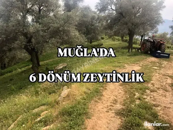 Muğla Milas Kılavuz Mahallesi 5.920 m² satılık zeytinlik arsa - Fotoğraf 1