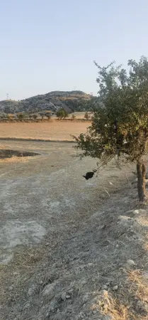 Denizli Sarayköy Beylerbeyi Mahallesi 6.250 m² satılık - Fotoğraf 1