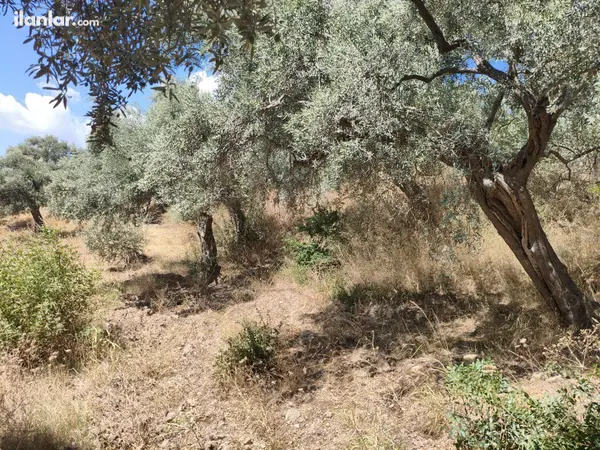 İzmir Torbalı Karaot Mahallesi 909 m² satılık tarla arsa - Fotoğraf 1