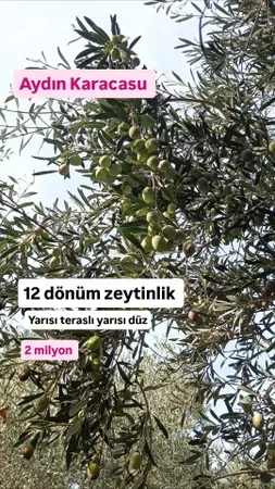 Aydın Karacasu Bereketli Mahallesi 12.000 m² satılık - Fotoğraf 1