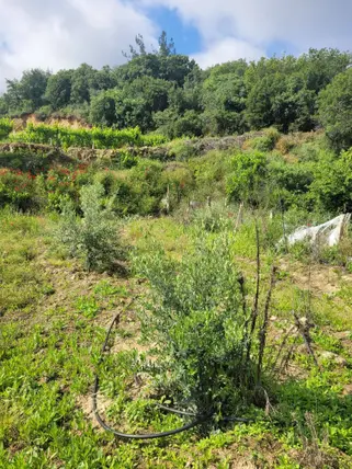 Manisa Sarıgöl Yeniköy Mahallesi 254 m² satılık bağ & Bahçe arsa - Fotoğraf 2