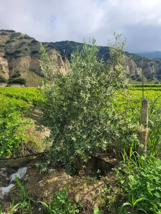 Manisa Sarıgöl Yeniköy Mahallesi 254 m² satılık bağ & Bahçe arsa - Fotoğraf 3