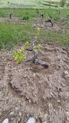 İlan Görseli 2
