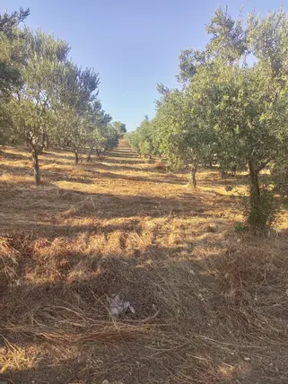 İlan Görseli 2