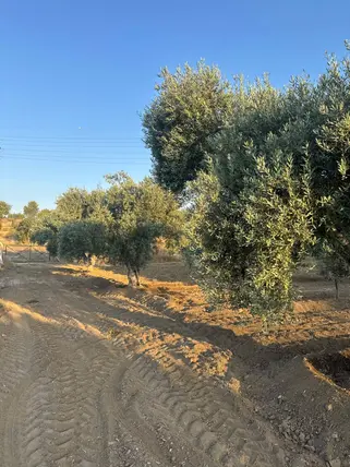 İlan Görseli 2
