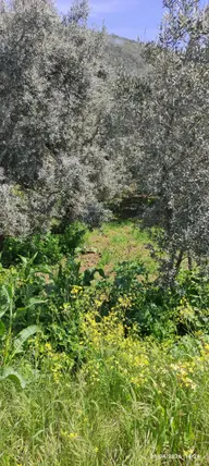 Bursa İznik Derbent Mahallesi 312 m² satılık zeytinlik arsa - Fotoğraf 3
