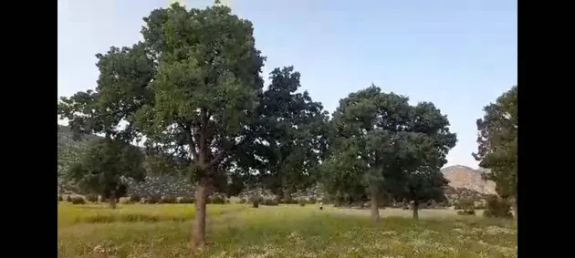 Antalya Korkuteli Avdan Mahallesi 3.972 m² satılık tarla arsa - Fotoğraf 2