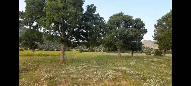 Antalya Korkuteli Avdan Mahallesi 3.972 m² satılık tarla arsa - Fotoğraf 3