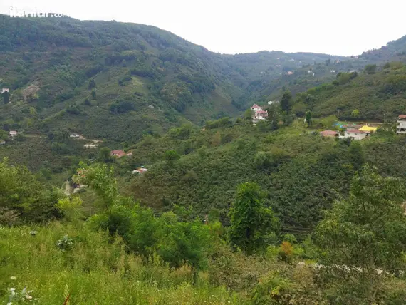Ordu Perşembe Şenyurt Mahallesi 2.125 m² satılık bağ & Bahçe arsa - Fotoğraf 3