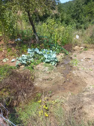 Bursa İnegöl Cemiyet Mahallesi 55 m² satılık bağ & Bahçe arsa - Fotoğraf 3