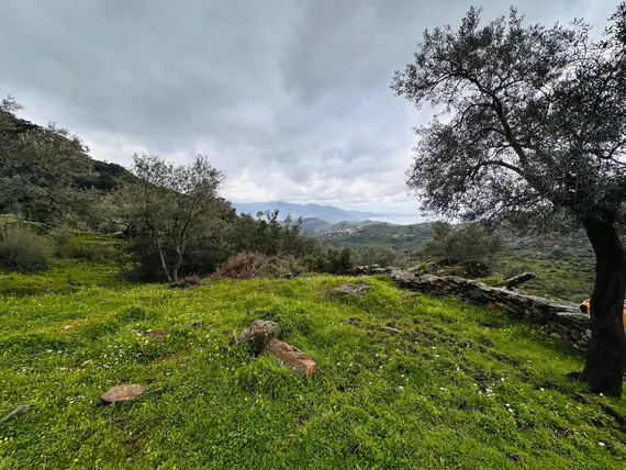 Muğla Milas Karahayıt Mahallesi 4.428 m² satılık zeytinlik arsa - Fotoğraf 3
