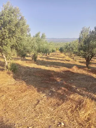 İzmir Bergama Kurtuluş Mahallesi 7.793 m² satılık zeytinlik arsa - Fotoğraf 2