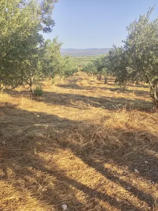 İzmir Bergama Kurtuluş Mahallesi 7.793 m² satılık zeytinlik arsa - Fotoğraf 3