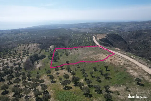 Tekirdağ Şarköy Tepeköy Mahallesi 4.412 m² satılık zeytinlik arsa - Fotoğraf 2