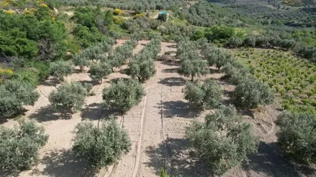 Tekirdağ Şarköy Kirazlı Mahallesi 8.200 m² satılık zeytinlik arsa - Fotoğraf 2