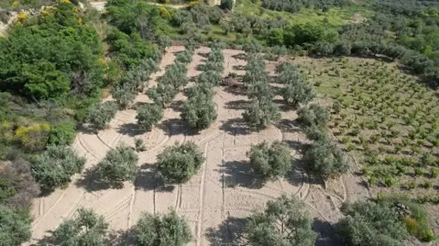 Tekirdağ Şarköy Kirazlı Mahallesi 8.200 m² satılık zeytinlik arsa - Fotoğraf 3