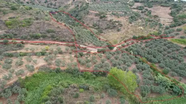 Tekirdağ Şarköy Hoşköy Mahallesi 8.000 m² satılık zeytinlik arsa - Fotoğraf 2
