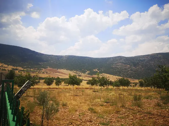 Denizli Tavas Garipköy Mahallesi 5.790 m² satılık tarla arsa - Fotoğraf 3