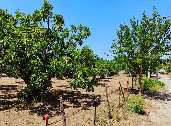İzmir Selçuk Çamlık Mahallesi 9.169 m² satılık bağ & Bahçe arsa - Fotoğraf 3